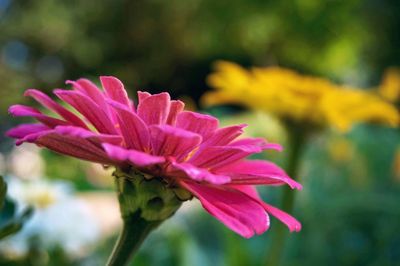 Close-up of pink flower