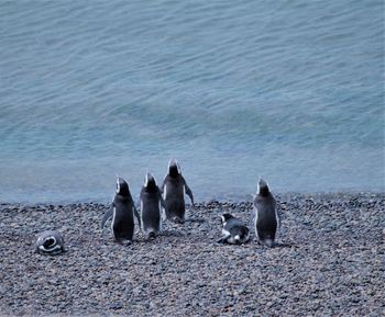 High angle view of birds on beach