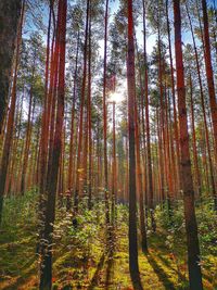 Trees growing in forest