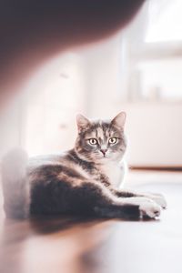 Portrait of cat relaxing at home