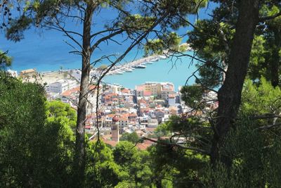 View of trees in town