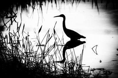 Birds in calm water