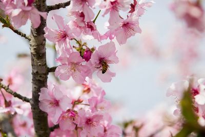 Low angle view of pink flowers blooming in park