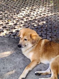 High angle view of dog on footpath