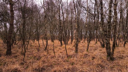 Bare trees on field in forest