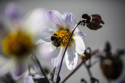 Close-up of bee on purple flowering plant