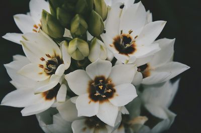 Close-up of white flower