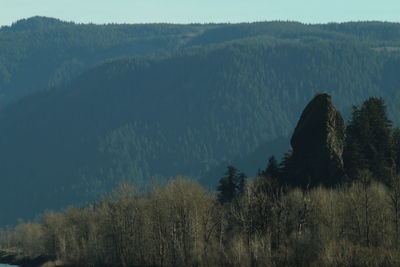 Scenic view of forest against sky