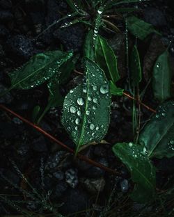 High angle view of wet plant during rainy season