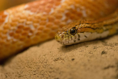 Close-up of lizard on a land