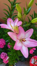 Close-up of pink day lily blooming outdoors