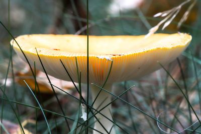 Close-up of yellow mushroom growing on field