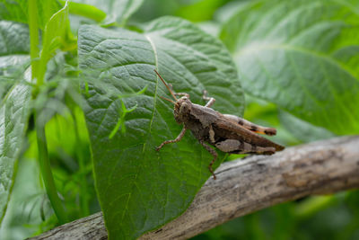 Close-up of insect on leaf