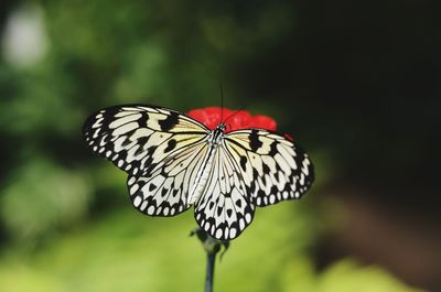 Close-up of butterfly on flower blooming outdoors