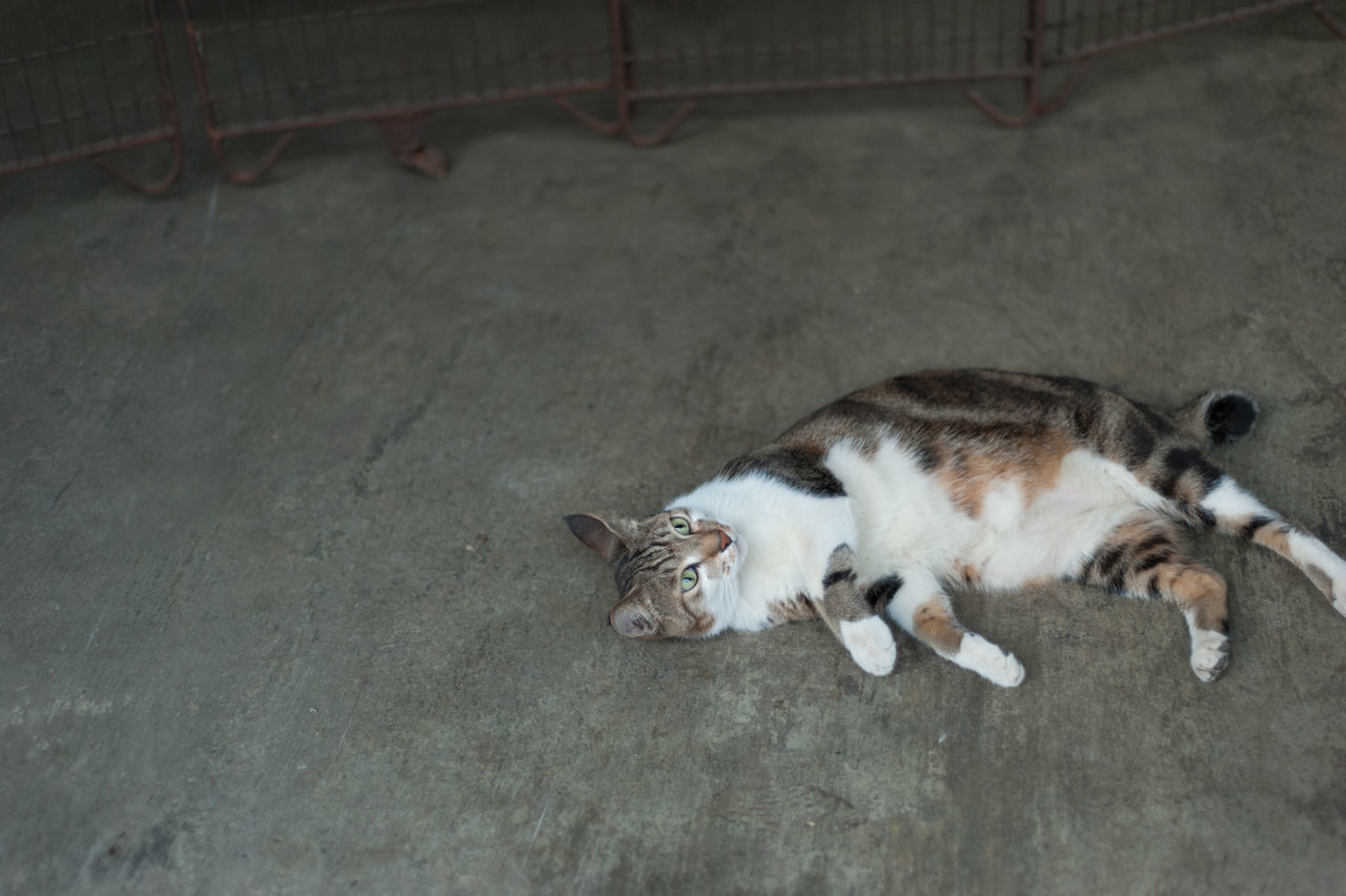 HIGH ANGLE VIEW OF CAT LYING DOWN ON FLOOR