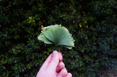 Close-up of hand holding leaf