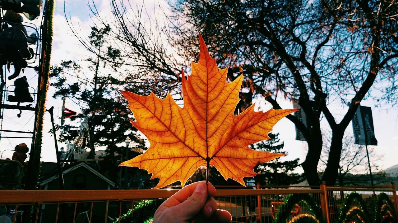 autumn, leaf, change, person, season, personal perspective, part of, unrecognizable person, orange color, maple leaf, cropped, leaves, tree, leaf vein, dry, holding, nature