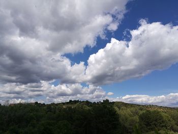 Low angle view of trees in forest against sky