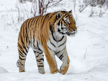 Portrait of a siberian tiger walking on snow