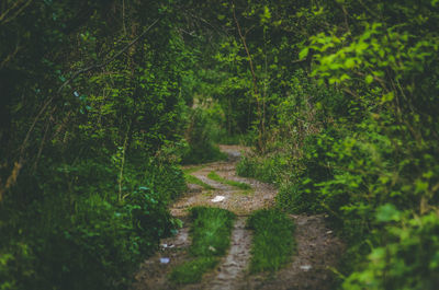 Dirt road amidst trees in forest