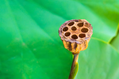 Close-up of dry lotus pod