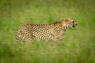 Slow pan of cheetah crossing grass plain