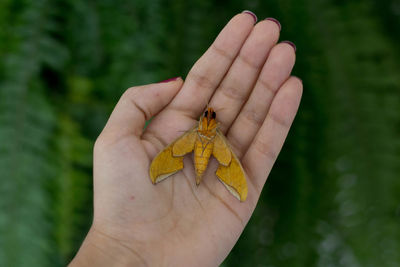 Close-up of hand holding butterfly