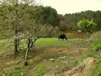 Horse grazing in a field