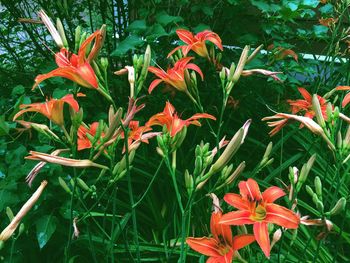 Close-up of red flowers