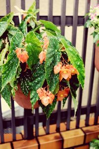 Close-up of potted plant