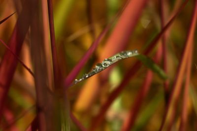 Close-up of wet plant