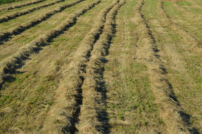 Scenic view of grassy field