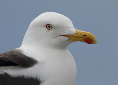 Close-up of seagull against clear sky