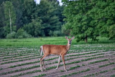 Portrait of deer standing on field