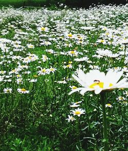 Close-up of white daisy flowers in field
