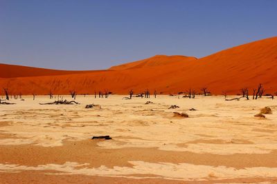 Dead trees against sand dunes in dead vlei