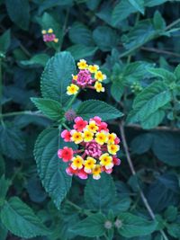 Close-up of pink flowers