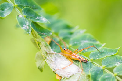 Close-up of insect on leaves