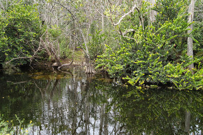 Reflection of trees in lake water