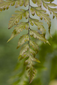 Close-up of fern leaves