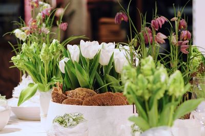 Close-up of potted plant