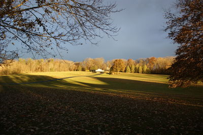 View of empty road along bare trees