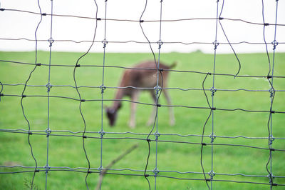 Animal grazing on field seen through fence