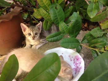 Close-up portrait of cat on plant