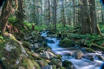 Scenic view of waterfall in forest