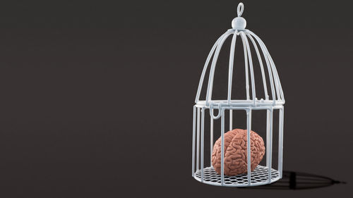 Close-up of a bird in cage over black background