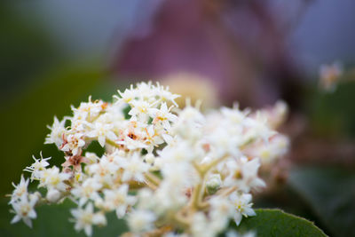 Close-up of fresh white flowers
