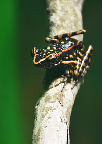 Poison dart frog on a branch