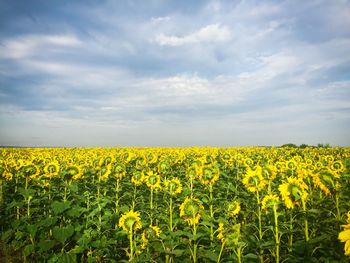 Scenic view of oilseed rape field against sky