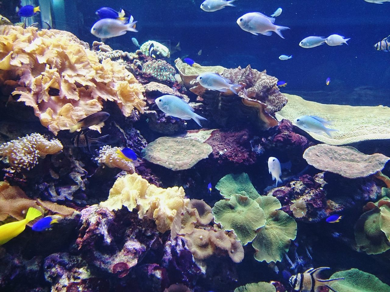 sea life, underwater, coral, fish, animal themes, undersea, animals in the wild, water, beauty in nature, swimming, animal wildlife, multi colored, large group of animals, aquarium, sea, nature, plant, no people, soft coral, tropical climate, indoors, mammal, day